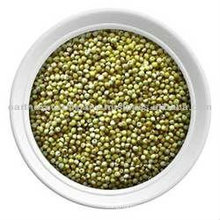 Green Millet Supplier